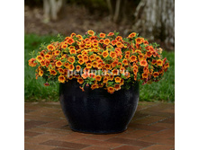 NEW ���������� Kabloom Crave Sunset ������� 80�