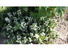 ������� ������