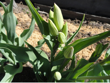 ������� ��������������