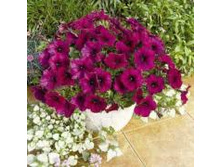 ������� Ramblin Burgundy Chrome ������� 80�