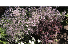 ��������� ������� ��������Pink Festival