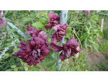 �������� �������� ����� �������