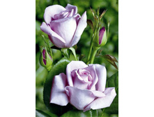 ��� ��� 234���. (����� �������� ��� 3��.).jpg