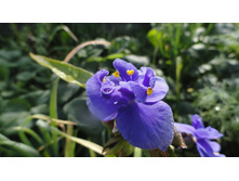 ������������ �������� ���� ����