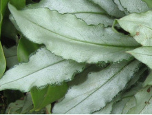 ��������  �������