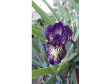 ���� ������ Gimmik