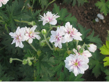 ������ ���� ������