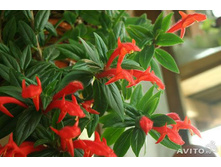 �������� ������� (����-����)