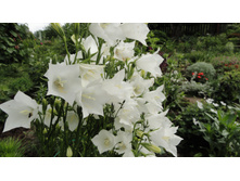 �����. �������������� �����