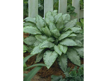 �������� ����������