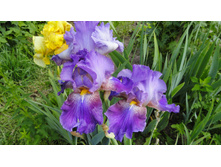 ���� ����������