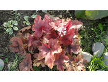 ������� ���� ��