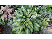 ������ ����