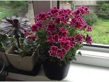 ���������� ����� Berkswell Bonanza