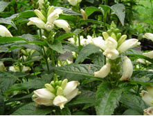 ������ ������