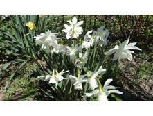 �������� �����