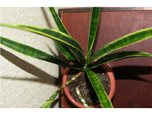 ����� ���������