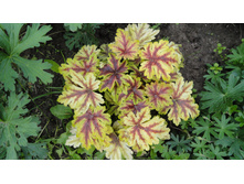 ������� �������