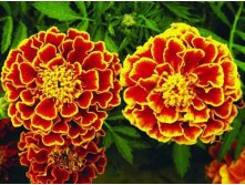 �������� ���������