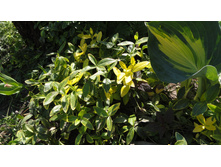 �������� ����� �����������