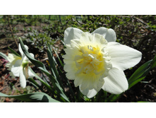 ������� ��� ����