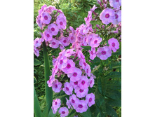 ������  �����