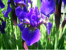 ���� ��������� �����