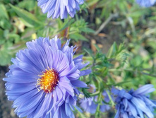 ����� ����������� �����