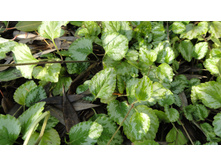 �������� ����������