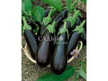 �������� ���� F1 10�� 28,00 ��� - 4 ��