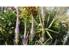 ������������� ������� ����