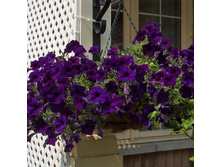 ������� Opera Supreme Blue ������� 80�