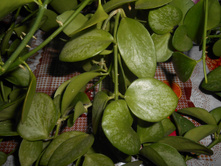 Hoya sp.Biakensis