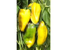 ����� ������� 22,00��� - 1��