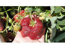 ������ (2).JPG