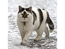 ������� ��������-���