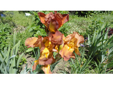 ���� �����-�������