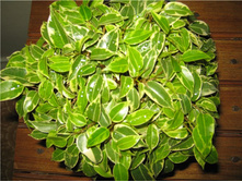 ����� ���������� ����� - 250- 350 ���.