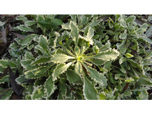 ���������� �����������