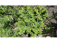 ��� ����� ������ �����