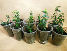 ���� ��������� ������������ �������