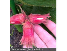 ���� �����.jpg