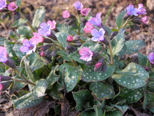 �������� �������� �������