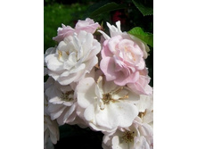 ��������� ���� 234���. (����� �������� ��� 10��.).jpg