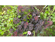 ������� ��������