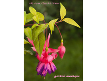 ������, ���� Golden Monique