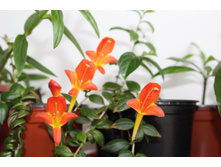 �������� sh crazy carnival