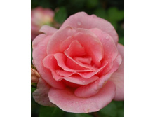 ������ ���� 234���. (����� �������� ��� 8��.).jpg