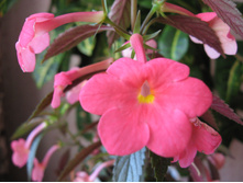 �������� - �������