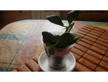 ���� Tsangii